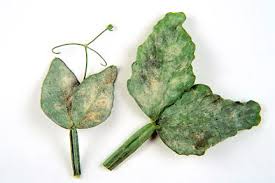 Here is what to do to try to prevent it from happening to your clematis. Clematis Problems Frequently Asked Questions Rhs Gardening