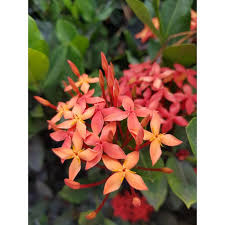 Image result for Ixora brachypoda