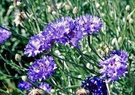 Bachelor S Button Centaurea Cyanus Pnw Plants