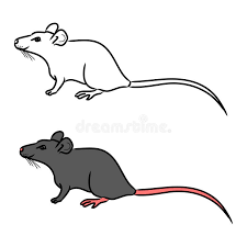 Vector image of a black rat. Rat Mouse Sketch The Drawing In Color Stock Vector Illustration Of Line Cartoon 60525965