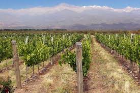 Mendoza is a city in western argentina, in the desert cuyo region. Mendoza Argentina The Definitive Guide South America Backpacker