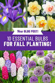 10 Bulbs To Plant In Fall For Spring Blooms Fall Bulb Planting Fall Bulbs Fall Plants