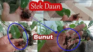 Stek Daun Pada Bunut Pucuk Merah Youtube