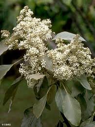 Image result for Aleurites