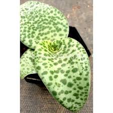 Image result for Drimiopsis