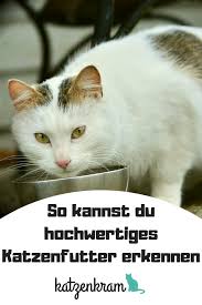 Baby Es Gibt So Viele Sorten Katzenfutter Und Vor Allem So Viele Minderwertige H In 2020 Funny Cats Cats Animals