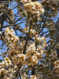 Image result for Brachychiton australis