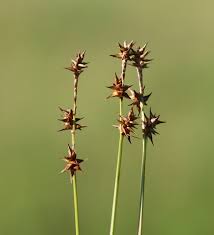 Image result for Coleochloa