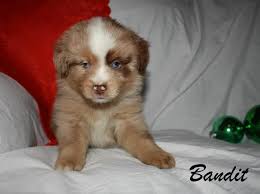 They're great friends for people of all ages, as they're affectionate, confident and playful. Gorgeous Miniature Australian Shepherd Puppies For Sale In Bancroft Ontario Nice Pets In Canada