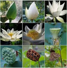 Lotus flowers can be identified by their long stems. Stages Of The Lotus Flower ì—°ê½ƒ ì‚¬ì§„ ì—°ê½ƒ ì‚¬ì§„