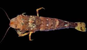 Image result for Scleria gracillima