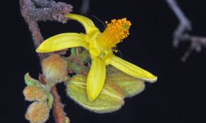 Image result for Commiphora viminea