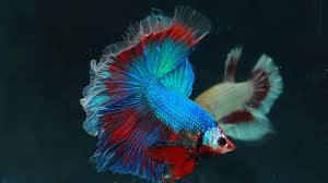 Check spelling or type a new query. Hobi Pelihara Ikan Hias Makin Hits Apa Saja Manfaatnya Gaya Tempo Co