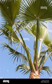 Image result for Washingtonia filifera