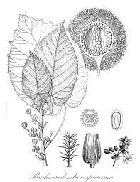Image result for Achariaceae