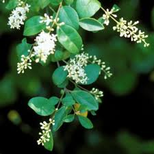 Image result for Ligustrum sinense