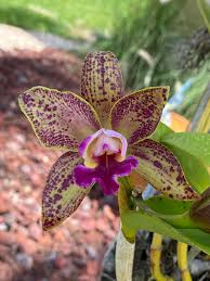 Image result for Hawaiian Orchid 1999 Truck