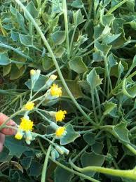 Image result for Senecio oxyriifolius