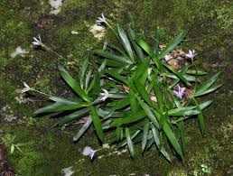 Image result for Xerophyta scabrida