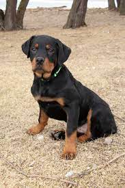 From free yorkie puppies to free german shepherd puppies, you can find the perfect addition to your home here at k9stud. R E A L Rottweiler Rescue