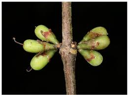 Image result for Cassipourea