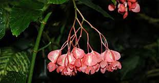Begonia Coccinea Is A Species Begonia Native To Brazil Plant Has Thick Leathery Solid Bright Green Leaves With A Soft Flower Pictures Begonia Red Flowers