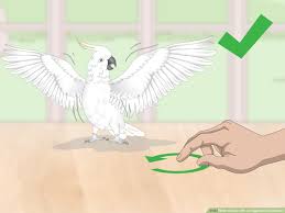 If you own a cockatoo, then you know why they are called the love they also differ by subspecies when it comes to behavior. 3 Ways To Deal With An Aggressive Cockatoo Wikihow Pet