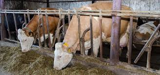 Vand vaci de lapte din rasa holstein stiriagricole ro. Rasele De Vaci De Lapte RÄspandite In Republica Moldova