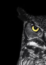 White Bird With Big Eyes Great Horned Owl Photo Ladybird Black And Etsy Owl Photos Owl Photography Black And White Birds