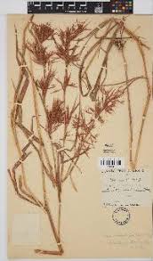 Image result for Hyparrhenia anamesa