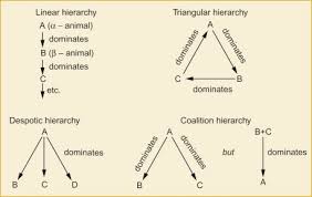 dominance hierarchy an overview sciencedirect topics