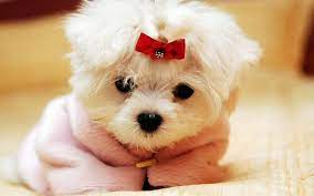 Cute Dogy Cute Dog Photos Teacup Puppies Maltese Cute Dog Wallpaper