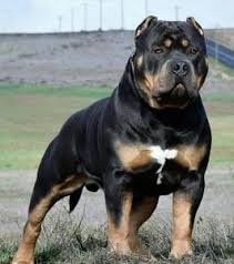 As long as you train them early, socialize them properly, and stay consistent, you have a. Rottweiler Mix With Pitbull Pitweiler Buy A Dog Nigeria