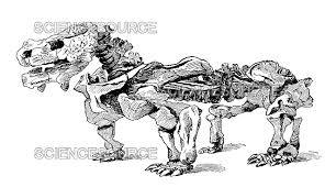 Image result for Pareiasaurus