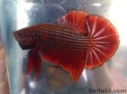 Kaya super black super red dan super white bisa di contact person aja nih id line saya @rajuu34_ thanks. Jual Ikan Cupang Giant Red Copper Gt11 Betta Id Ikan Cupang Betta Ikan