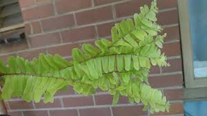 Image result for Disa perplexa