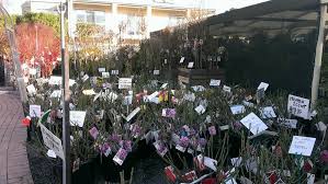 We sell our bare root fruit trees to wholesale buyers only. Bare Root Season Has Arrived Amazing Colchester Nursery Facebook