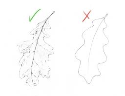 Watch this video tutorial and follow along by downloading this handout: How To Draw Realistic Leaves Refine Art Blog