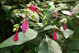 Image result for Kotschya strobilantha