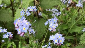 For example, there are some people that speak of a legend that deals with a knight and his lady. Forget Me Not Flowers Youtube
