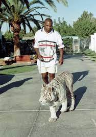 Mike tyson poses with his white tiger during an interview at his home in 1989. Mike Tyson Walking His Tiger 90 S Oldschoolcool