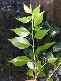Image result for Scolopia mundii