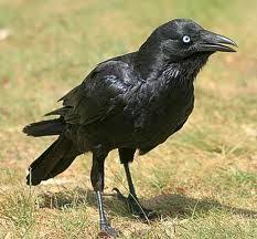 Australian Black Bird With White Wing Tips Little Raven Raven Raven Pictures Raven Bird