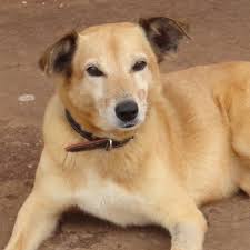 A adoção é um ato de amor e responsabilidade. Amarelo O Cachorro Caramelo Home Facebook