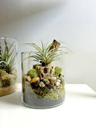 Air Plant Terrarium Glass Vase Living Decor Diy Kit Gift For Any Occasion Cholla Wood Decor Zen Plant Display Ideas Air Plant Display Air Plant Terrarium
