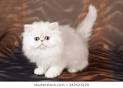 11 Cute Eldridge Persian | Cute Cat Pictures