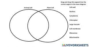 Some of the worksheets displayed are comparing plant and animal cells lesson life science plant animal cell functions cell ebrate science without work comparing and contrasting animal cell worksheet answers comparing plant and animal cells. Cell Structure