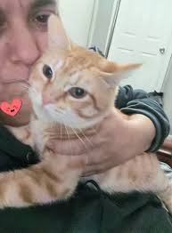 Lots of kitties looking for cuddles