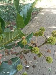 Image result for Tapinanthus forbesii