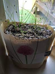 Garlic chives grow between fifteen to eighteen inches high and make a lovely flower in a border or container plant, and they also work well in the herb garlic chives germinate from seeds. Chive Seed Propagation How To Grow Chives From Seed